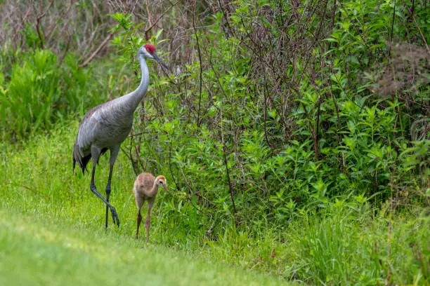 A pair of adult Sandhill Cranes work together to feed their young along the boundary of a wetland in Florida