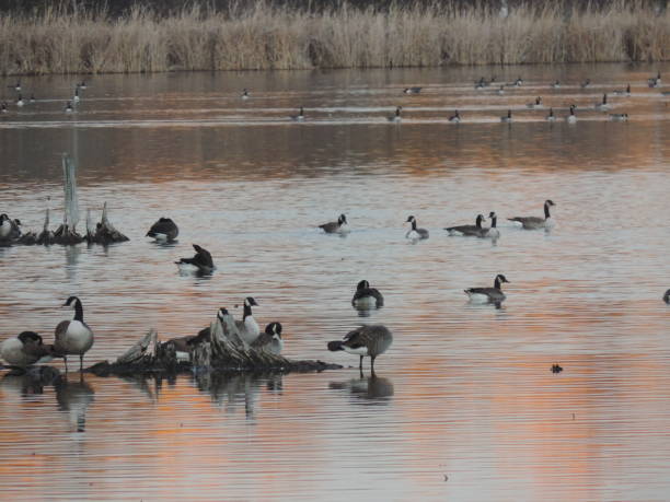 istock November at Lake Boivin 1352085834
