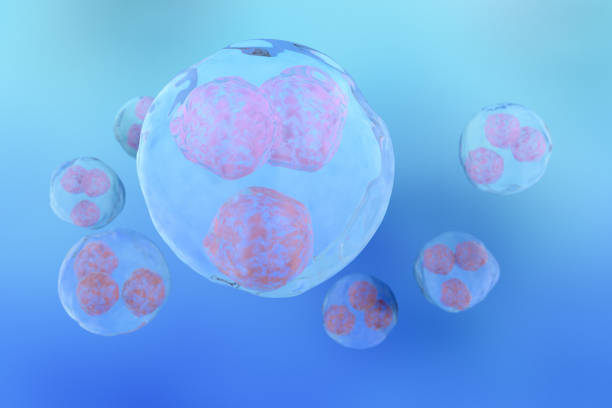 istock Morula Cell, a solid ball of cells resulting from division 1352086253