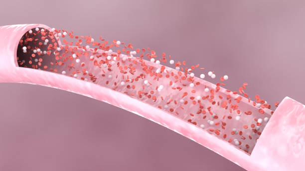 istock Human Blood Cells, Illustration 1352086257