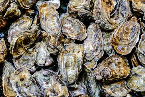 Typical french raw food oyster in Paris City