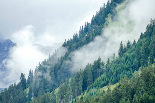 forest in mountains, beautiful photo digital picture