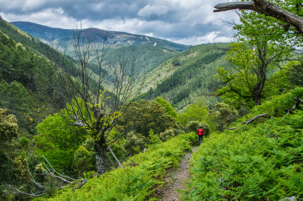 istock Rear View Of A Man Hiking. 1352089327