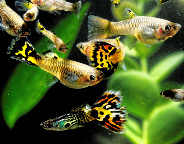 Guppy Multi Colored Fish Guppy Multi Colored Fish in a Tropical Acquarium freshwater stock pictures, royalty-free photos & images