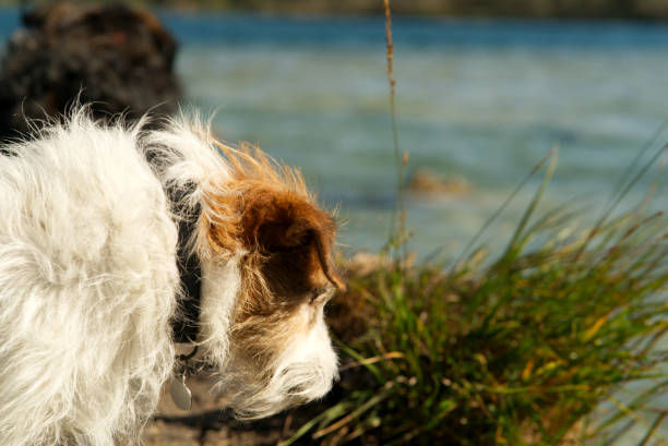 istock Dogs by lake 1352089804