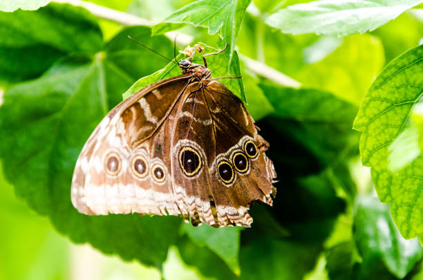 istock Butterfly Enodia Anthedon, Lepidopteron 1352089974