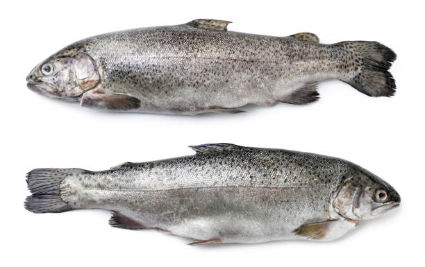 istock Rainbow trout raw whole on a white background, isolated. Top view 1352089992