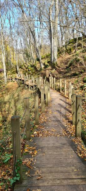 national park, path, forest, fall, i̇ğneada, kırklareli, turkey - kirklareli imagens e fotografias de stock