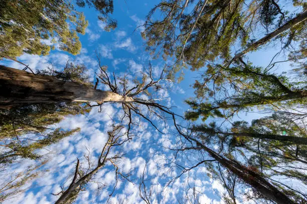 Photo of Photograph looking up to the sky through large bushfire affected trees