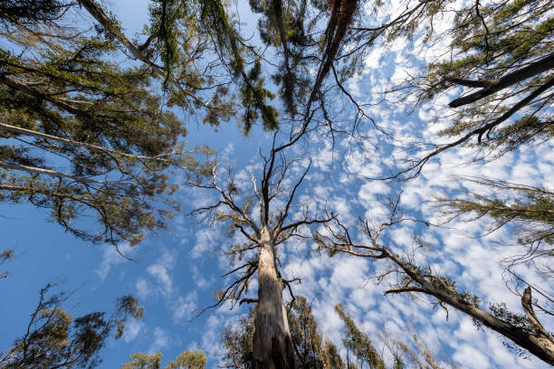 istock Photograph looking up to the sky through large bushfire affected trees 1352093466