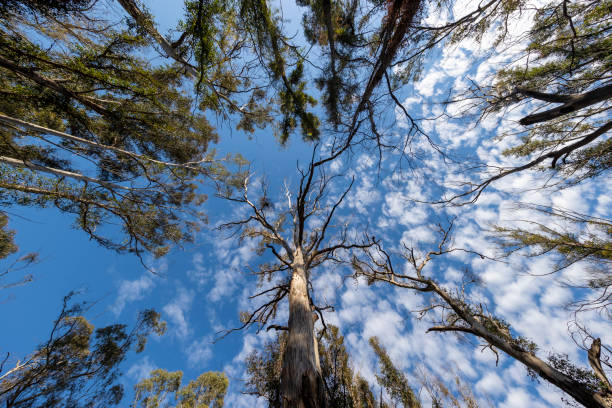 istock Photograph looking up to the sky through large bushfire affected trees 1352093491