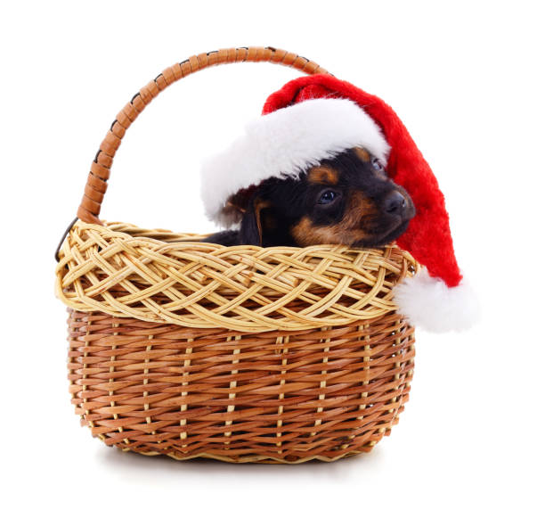 istock One dog in a Christmas hat in basket. 1352094059