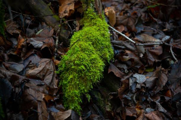 istock Trunk and stone covered with a green moss. High quality photo 1352094116