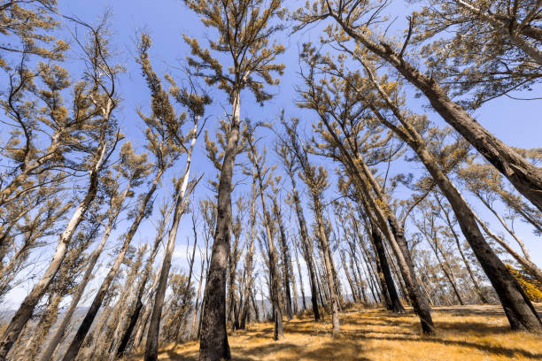 istock Photograph looking up to the sky through large bushfire affected trees 1352094275