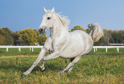Lipizzaner horse mare running free in pasture