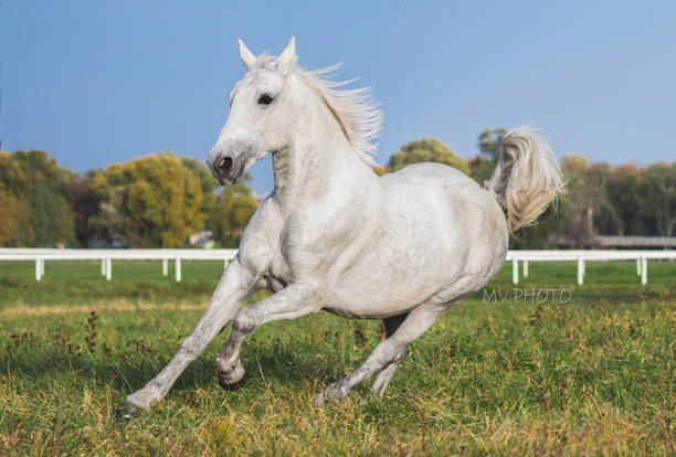 Lipizzaner mare in pasture Lipizzaner horse mare running free in pasture white horse running stock pictures, royalty-free photos & images