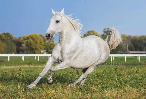 Photo of Lipizzaner mare in pasture