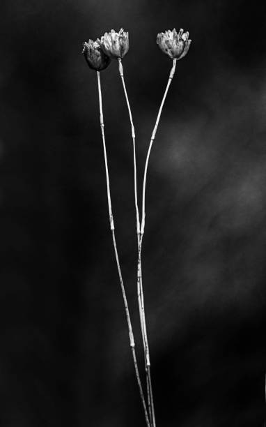 istock Dried flowers, flowers in summer 1352095800