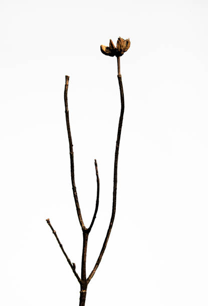 istock Dried flowers, flowers in summer 1352095805