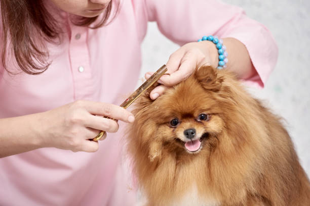 Pomeranian after grooming Cute little pomeranian after professional grooming in vet clinic canine stock pictures, royalty-free photos & images