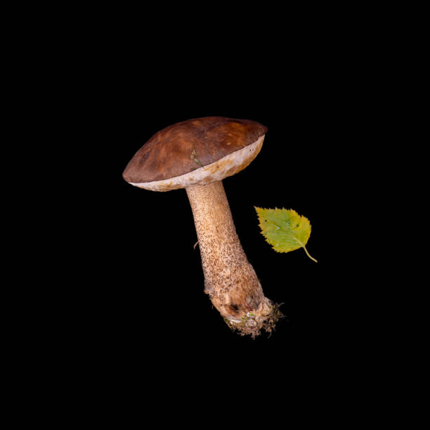 istock boletus mushrooms on black background 1352099990