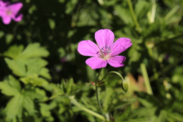 "marsh cranesbill" flower - geranium palustre - geranium pratense imagens e fotografias de stock