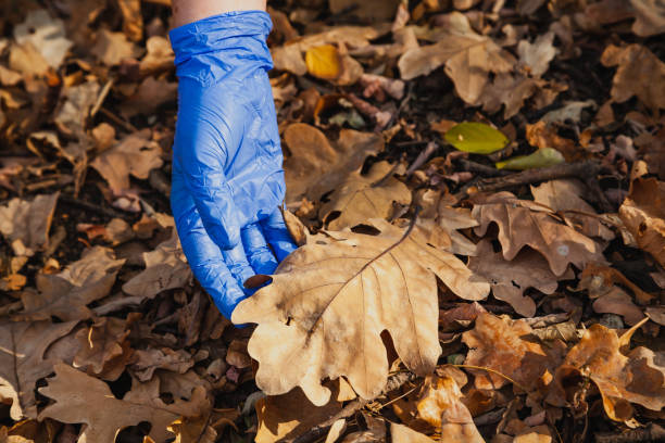 istock Hands in rubber gloves raise oak leaf close up 1352101903
