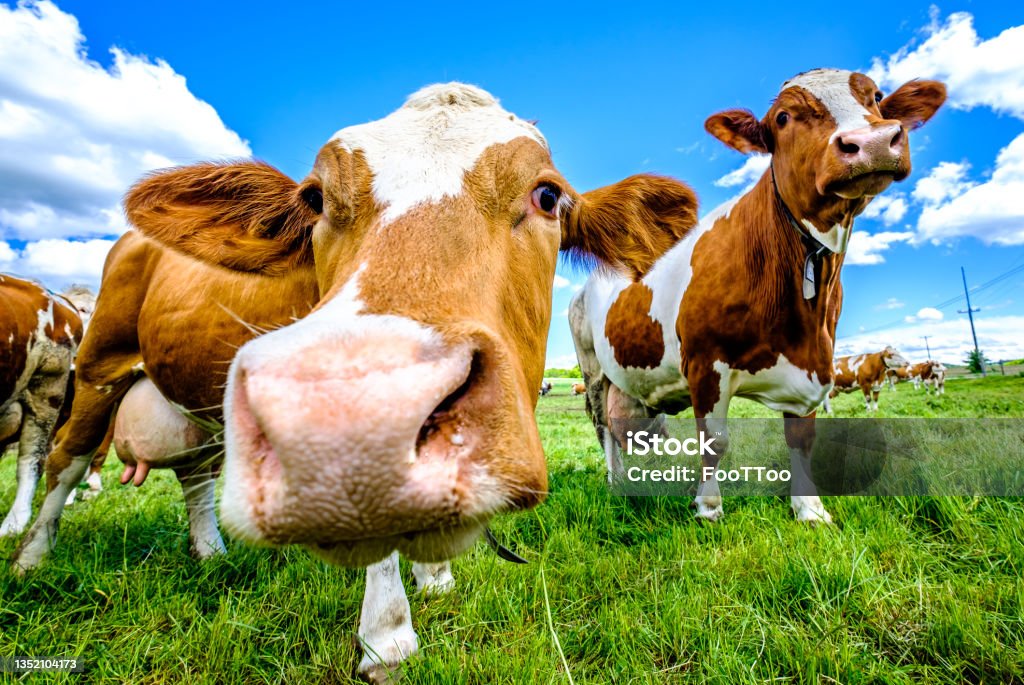 cow at a meadow cow at a meadow in austria Cow Stock Photo