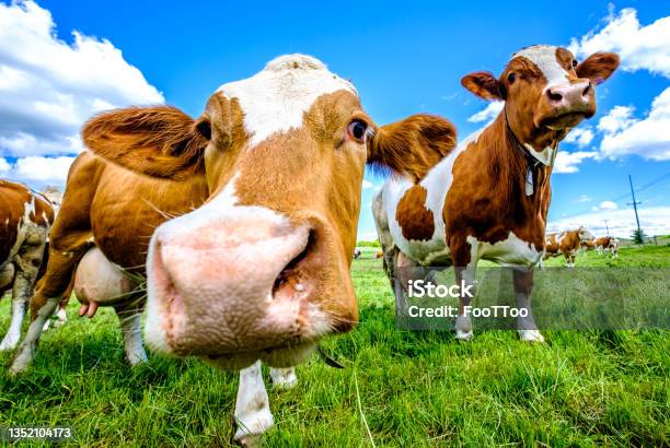 Cow At A Meadow Stock Photo - Download Image Now - Cow, Domestic Cattle, Curiosity