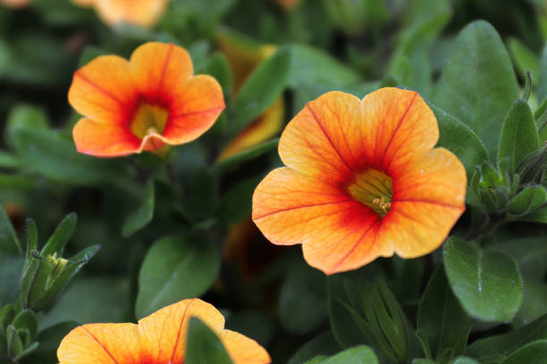 fiori di petunia arancione e gialla che sbocciano in primavera - petunia foto e immagini stock