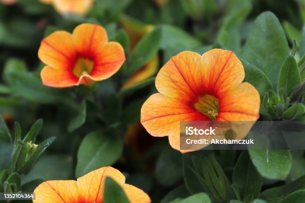 Orange And Yellow Petunia Flowers Blooming In Spring Stock Photo - Download Image Now