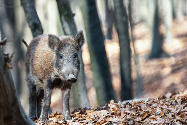 istock Wild boar in autumn forest 1352105415