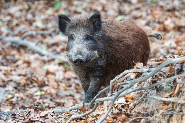 istock Wild boar in autumn forest 1352105416