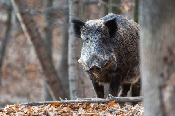 istock Wild boar in autumn forest 1352105422