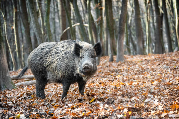 istock Wild boar in autumn forest 1352105431