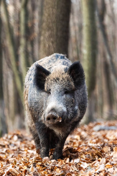 istock Wild boar in autumn forest 1352105443