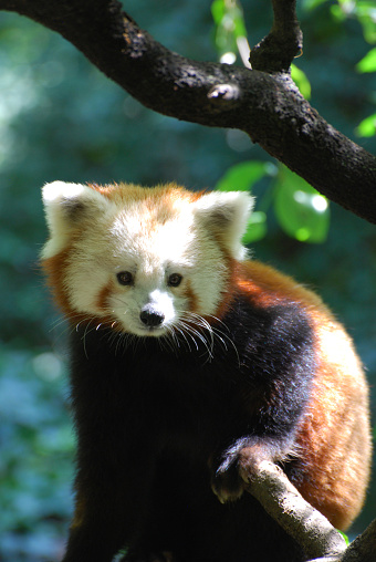 Really adorable lesser panda bear face.