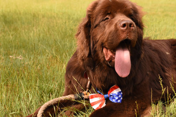 istock Brown Newfoundland Dog with a Patriotic Bow Tie 1352105881