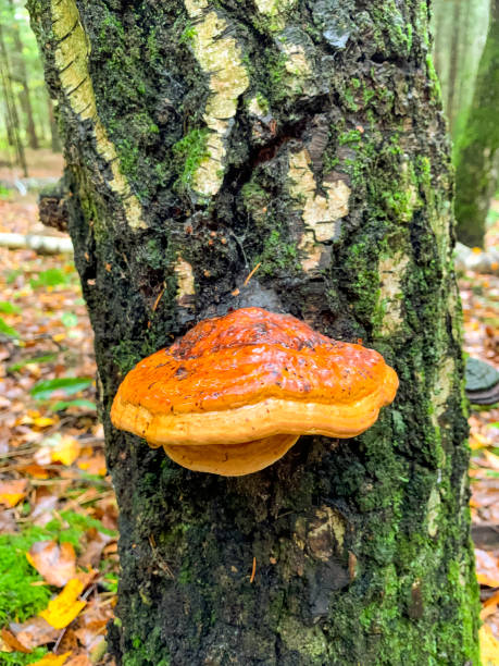 istock Large trunker fungus-parasitic mushroom that grows on tree trunk. 1352107441