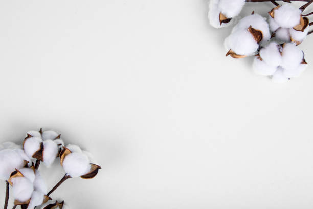 istock Cotton flowers on light background. Natural Photo 1352107495