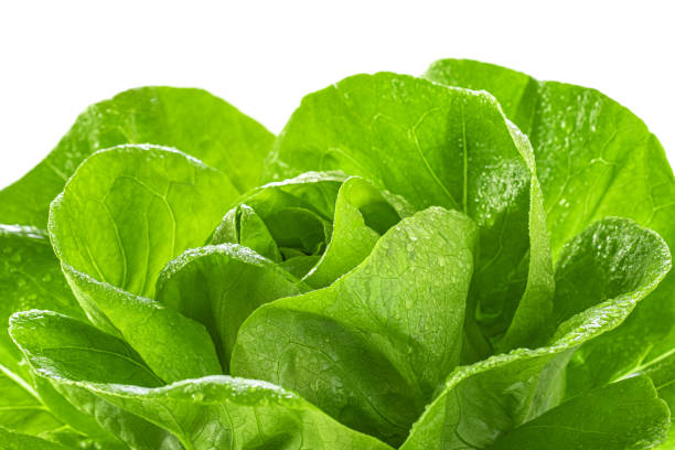 zbliżenie organicznych liści sałaty z kroplami wody. surowa sałatka butterhead lub boston lub bibb na białym tle. koncepcja zdrowej żywności - bibb lettuce zdjęcia i obrazy z banku zdjęć