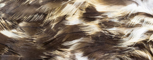 istock hawk feathers with visible detail. background or texture 1352108927