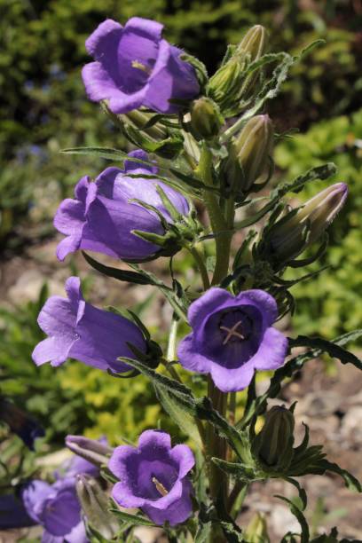 синий "пиренейский колокольчик" - campanula speciosa - 11316 стоковые фото и изображения