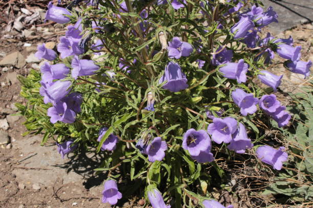 niebieski "dzwon pirenejski" - campanula speciosa - 11310 zdjęcia i obrazy z banku zdjęć