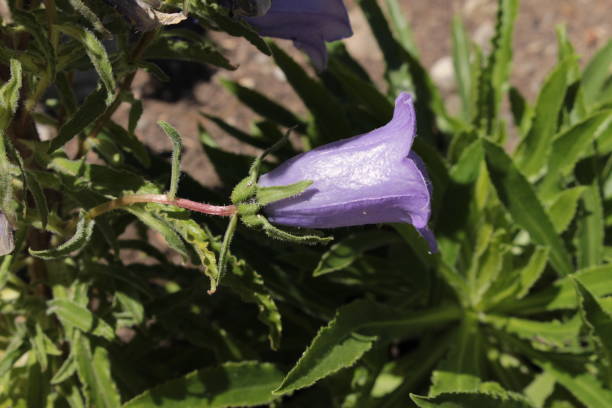 blue "pyrenean bellflower" - campanula speciosa - 11315 imagens e fotografias de stock