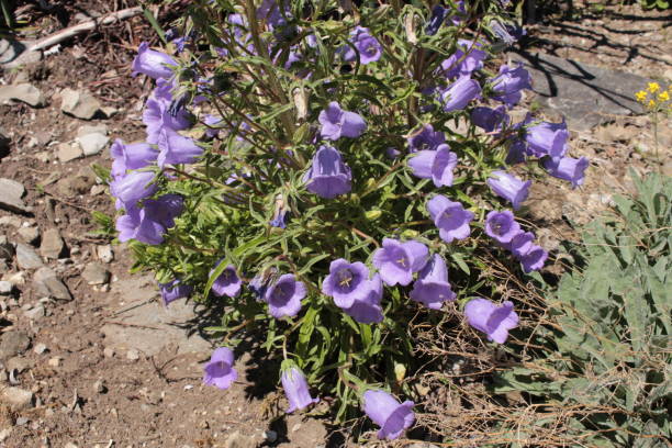 blau "pyrenäen-glockenblume" - campanula speciosa - 11311 stock-fotos und bilder