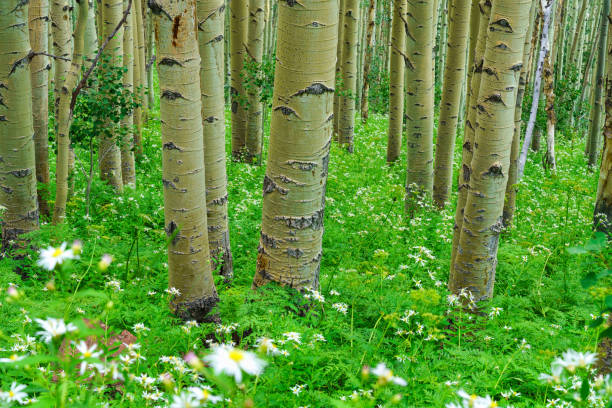 istock Aspen Trees Nature Landscape 1352109196