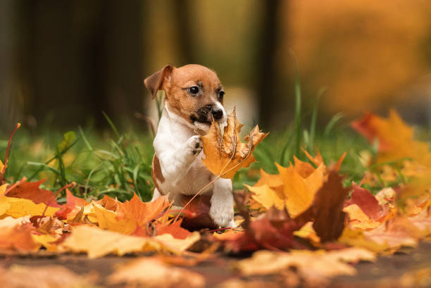 istock jack russell terrier puppy playing with autumn leaves 1352109327