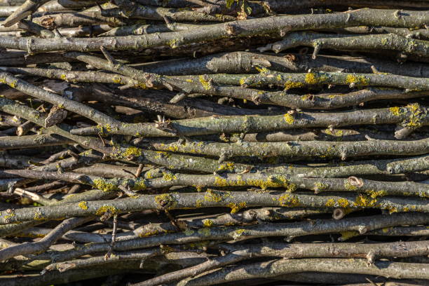 istock Big pile of firewood piled up randomly. Background Texture 1352109592