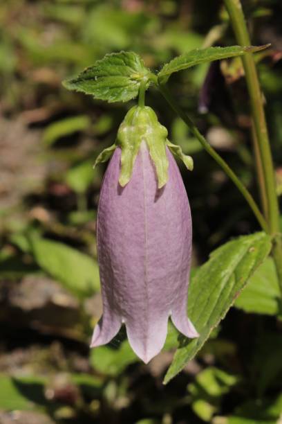 bellflower coreano - campanula takesimana - 11323 fotografías e imágenes de stock